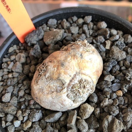 packypodium  brevicaule恵比寿笑い《S S size》※現地球発根済株※愛くるしく激カワサイズな笑い‼︎中々流通なき小サイズ※mad black bowl pot植え