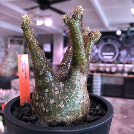 pachypodium  gracilius《小さめM size》※現地球発根済株※店主国内管理3年株※まるでフグの様な柄を持つ丁度良きサイズ感のグラキ※mad black pot植え