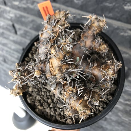 othonna  euphorbioides《L size》※現地球発根後店主国内管理4年株※weight低く低重心且つ枝振りも良き良樹形※mad black pot植え