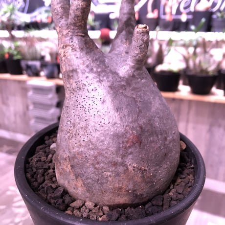 packypodium  gracilius《L size》※現地球発根済株‼︎※でっぷり株元に一本捻くれ枝が可愛いbalance良きグラキ※mad black pot植え
