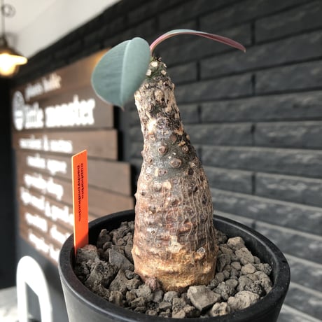 euphorbia  pachypodioides《M size 》※現地球発根後店主国内管理3年株※ボコボコ肌にcompactな良樹形‼︎人気者な一株※mad black pot植え