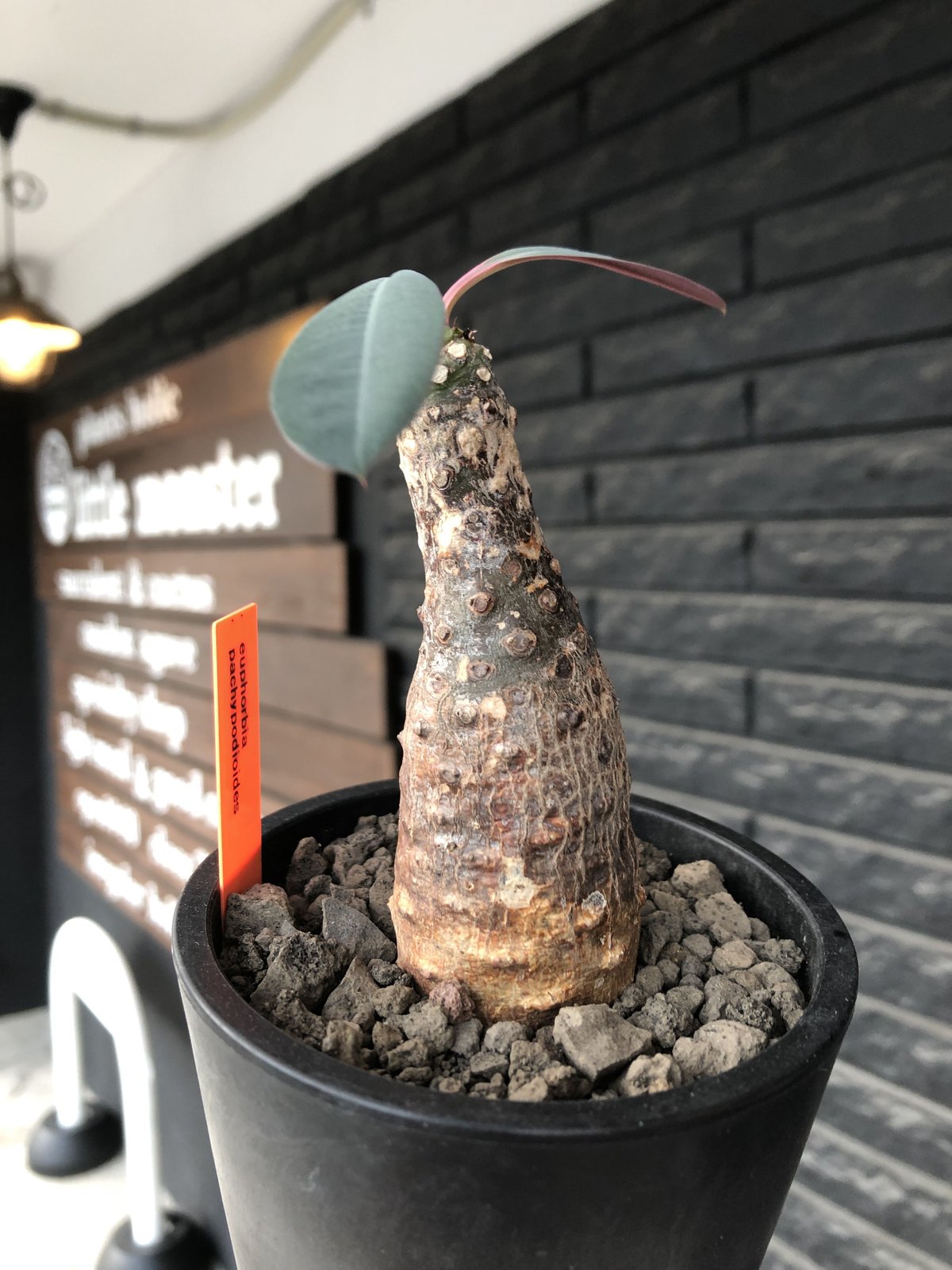 euphorbia pachypodioides《M size 》※現地球発根後店主国内管理