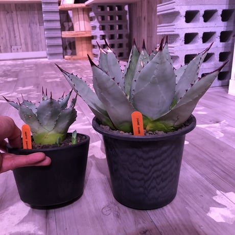 agave  parryi  var,huachucensis（M size）※女性にも人気agave‼︎※mad black pot植え