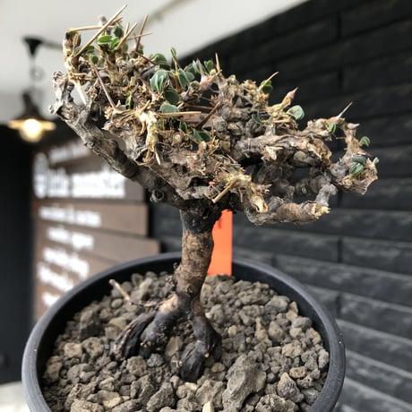 sarcocaulon  vanderietiae《M size》※現地球発根後店主国内管理3年株※希少春秋型種‼︎コンパクトで幹上がり仕立ての一株※mad black pot植え
