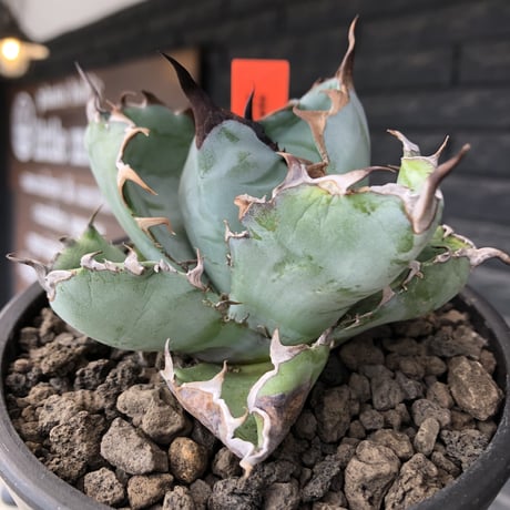 agave titanota black&blue 強棘《M size》選抜株※現地球株発根済※極めて纏まり締まり良き厳つさが堪らないワイルド株※mad black pot植え