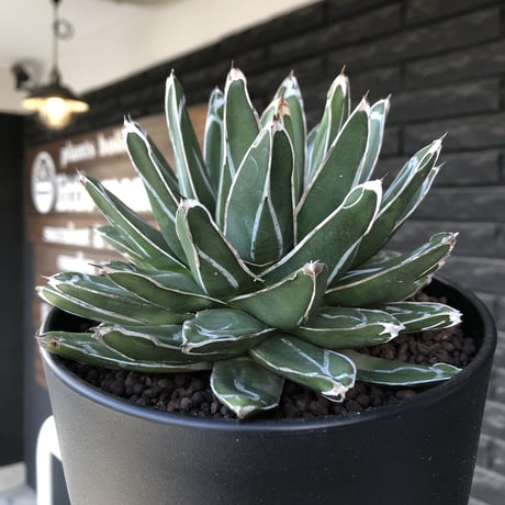 agave  笹の雪《L size》※現地球発根後店主国内管理3年株※big且つ締まり良きbalanceも美しい良樹形※blackプラ鉢植え