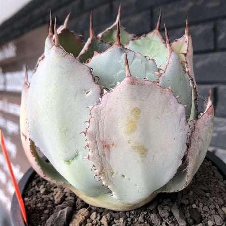 agave guadalajalana《大きめM size》※現地球発根後店主国内管理3年株※極締まり良き美しすぎるボール樹形の選抜株※mad black bowl pot植え