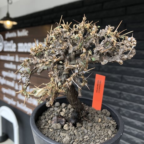 sarcocaulon  vanderietiae《大きめM size》※現地球発根後店主国内管理3年株※希少春秋型種‼︎良樹形な幹上がり仕立ての一株※mad black pot植え