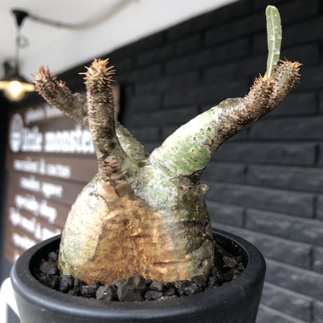 pachypodium gracilius《小さめM size》※希少‼︎green肌※現地球発根後店主国内管理3年株※絶妙な枝振り&樹形balance株※mad black pot植え