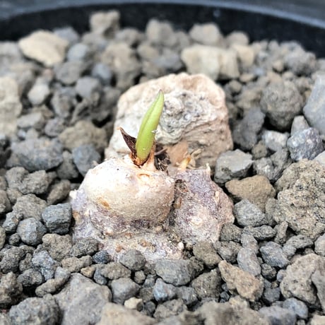 eriospermum cooperi《L size》驚愕‼︎冬型激希少年代物※現地球発根後店主国内管理8年株※年代物&立体塊根＆極美しい大きな葉も魅力な一株※mad black pot植え