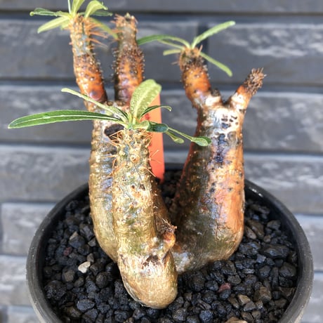 pachypodium gracilius《S size》希少green&赤肌&3-he'd株※現地球発根後店主国内管理3年株※男らしいwildな出立ち※mad black bowl pot植え