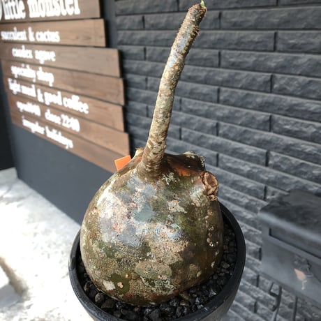 pachypodium  gracilius《L size》迷彩肌※現地球発根済株※迷彩柄に枝折れが故に提灯あんこう見たく堪らぬかわいさ‼︎ぼってり樹形選抜株※mad black bowl pot植え