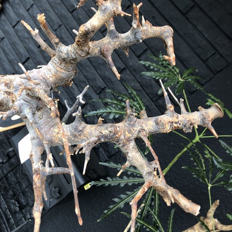 boswellia  neglecta《L size》未発根  新鮮株