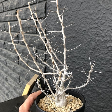 fouquieria    columnaris 観峰玉《S size》発根済み株