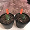 copiapoa   hypogaea《S size》子吹き株※現地球カキ仔自根株※店主国内管理3年株※良き肌質に優しい黒棘がwild且つ魅力的なヒポガエア※mad black pot植え※限定2株