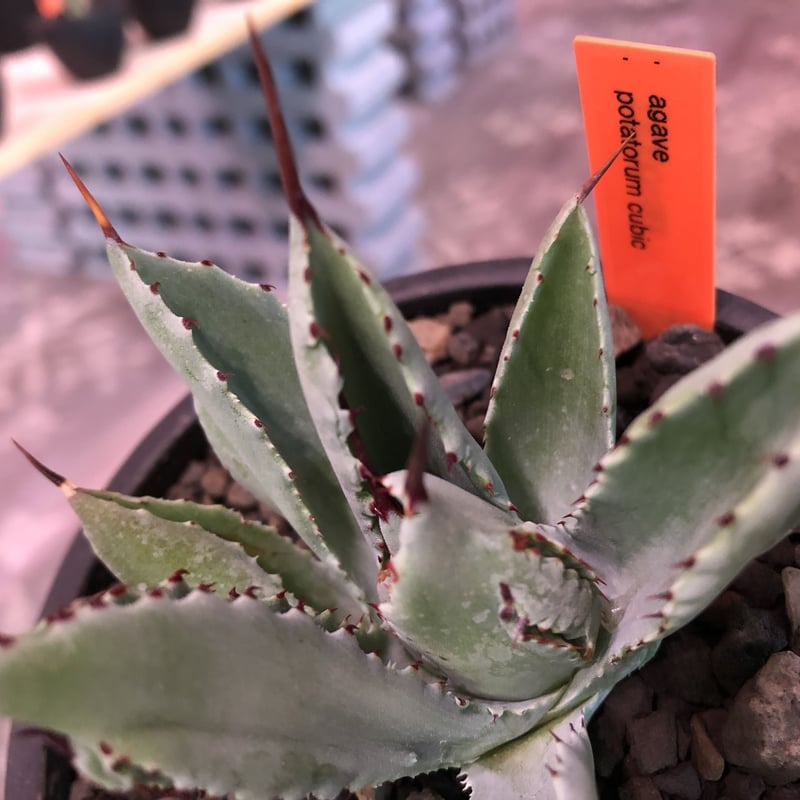 agave cubic《大きめS size》※発根済株※店主国内管理2年株※大変葉の締っ