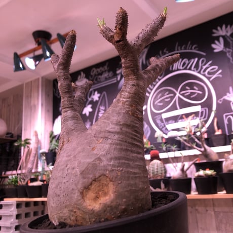 packypodium  gracilius《L  size》※現地球発根済株‼︎ ※現地球らしい傷を持ち、どっしり構えの短枝二頭枝グラキ※mad black pot植え