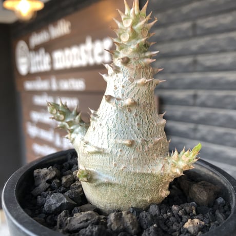 pachypodium windsorii《M size》※選抜littmon seed🌱※weight低き極ぼってり株元&枝振りも◎良樹形※mad black pot植え