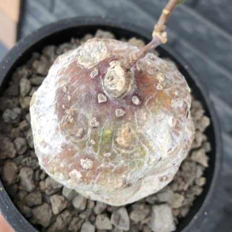 raphionacme zeyheri《M size》希少種※現地球発根後店主国内管理8年株※希少性高く、ボコボコ球体樹形が堪らない‼︎白肌の中に一部赤肌を持つ一株※mad black pot植え