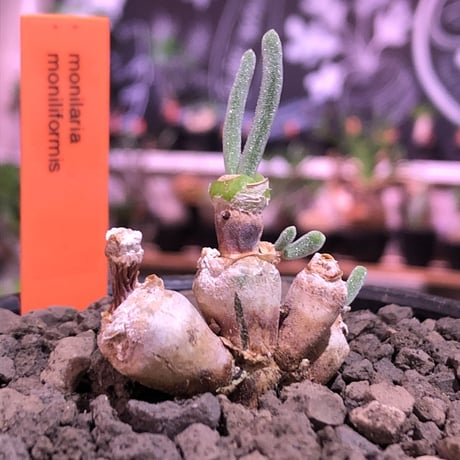 monilaria   moniliformis《S  size》※現地球発根済株※モニラリア属希少種　※冬型caudex‼︎   ※mad black bowl pot植え