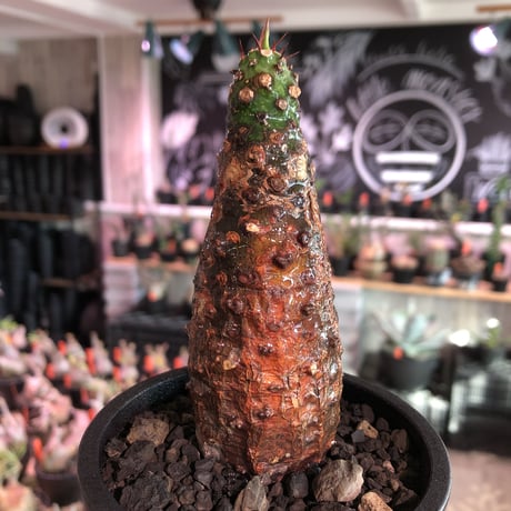 euphorbia  pachypodioides《M size 》※現地球発根後店主国内管理3年株※ボコボコぼってり樹形‼︎葉表がグリーンで葉裏と花は紫な人気者※mad black pot植え