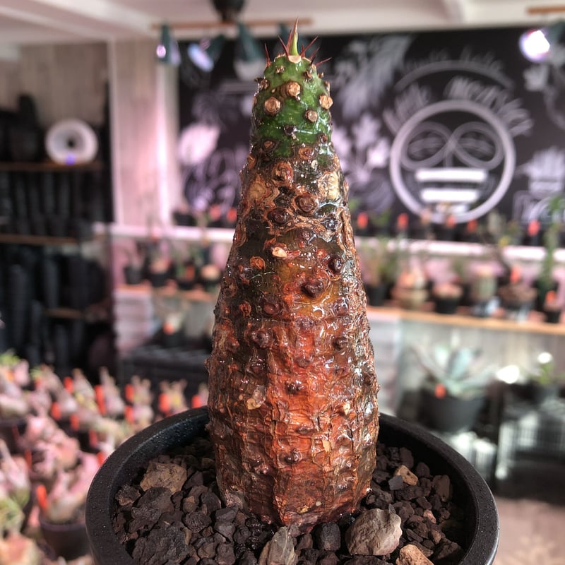 ユーフォルビア　パキポディオイデス　現地球　発根株　(鉢付き) 塊根植物 ユーフォルビア パキポディオイデス 現地球 発根株 (鉢付き) 塊根植物