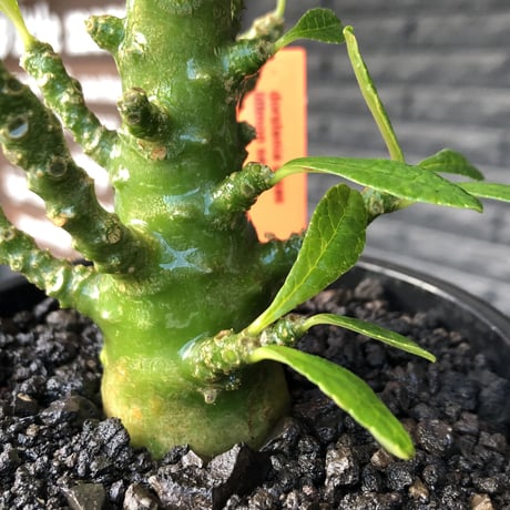 希少‼︎dorstenia gigas《小さめL  size》littmon  seed🌱9年株※極太ぼってり株元に良枝振りなリトモン渾身の一株※mad black pot植え