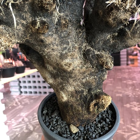 xerophyta  trichophylla《L L size》※現地球発根済株※驚愕強靭株※極太株幅bigキセロ‼︎より激しく黒焦げなwild過ぎる良樹形※mad black pot植え
