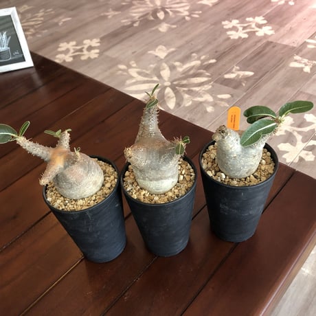 packypodium   roslatum  var.  cactipes《S size》発根済み株