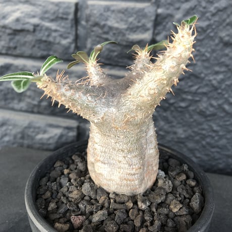 pachypodium  cactipes《 大きめS  size》※現地球発根済株※店主国内管理2年株※大変バランス良き可愛い選抜株‼︎※mad black bowl pot植え