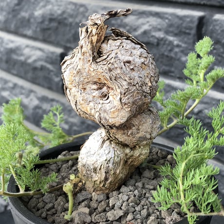 pelargonium triste《大きめL  size》※現地球発根済株※店主国内管理3年株※大株wild樹形な上、より特化した朽く肌質とcolorが堪らない‼︎※mad black pot植え