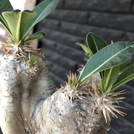 pachypodium  eburneum《M  size》※現地球発根後店主国内管理5年株※白肌岩肌質にエブレらしい樹形が堪らなく丁度良きサイズ感※mad black pot植え