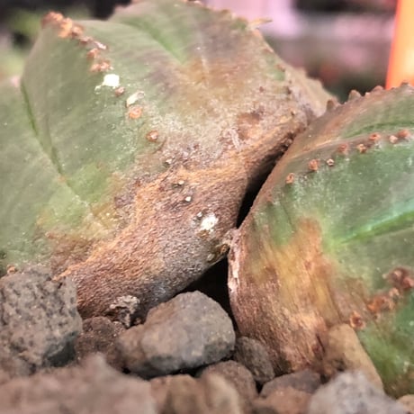 euphorbia  obesa《小さめM  size》W-he'd株※現地球発根済株※一部木質化した双頭オベサ※mad black bowl pot植え