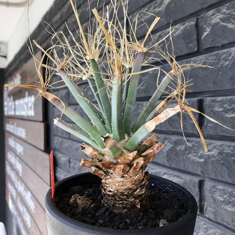 leuchtenbergia  principis 晃山《LL size》大株※現地球株発根済※極太幹を持ち年代物なため極めてワイルドな一株‼︎※mad black bowl pot植え
