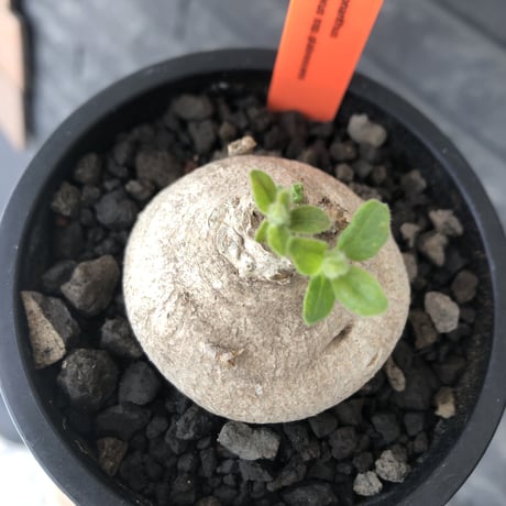 pentagonanthus grandiflorus ssp.glabrescens《M size 》※現地球発根後店主国内管理2年株※激希少種‼︎可愛すぎる装い※mad black pot植え