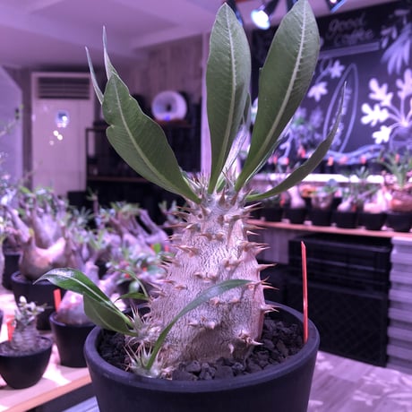 packypodium  horombense  littmon seed🌱《L size》※たっぷり水飲み年月をかけ作り込んだ特大リトモン実生ホロン‼︎※オススメ株※mad black pot植え