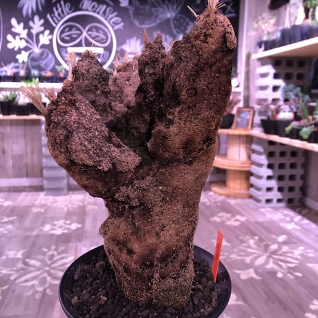 Xerophyta   Trichophylla《L L size》発根済み株   芽吹き待ち