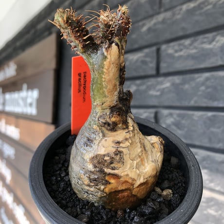 pachypodium gracilius《大きめS size》極‼︎現地焼け肌※現地球発根後店主国内管理3年株※激しすぎる荒々しい現地焼け肌がとびきり魅力※mad black pot植え