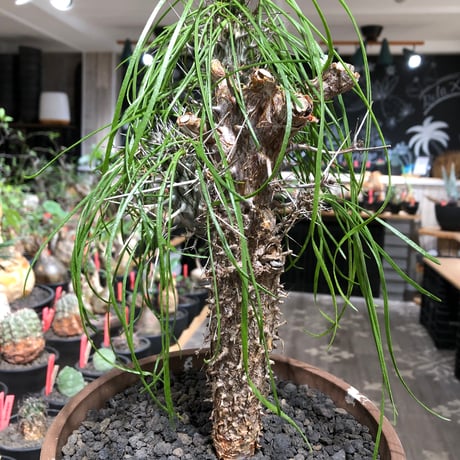 didierea madagascariensis《LL size》※現地球極太大株発根済※古木感強く垂れ下がる涼しげな葉と棘のコントラストが堪らない※brown marble bowl pot植え