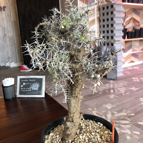 alluaudia    comosa《L size》希少！
