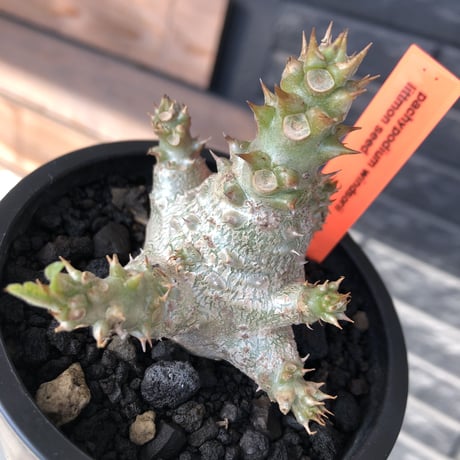 pachypodium windsorii《M size》※選抜littmon seed🌱※weight低き極ぼってり株元&枝振りも◎良樹形※mad black pot植え