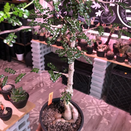 opercullicarya   decaryi  littmon  seed🌱《7年株》※長きに渡り育て管理、幹のボコボコ強きパワータンクもゴツいオススメ株※mad  black  pot植え
