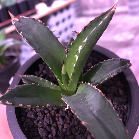 agave   littmon ４株set🌵《titanota.赤猫.BB.parryi》※セットのみ販売‼︎※mad black pot植え