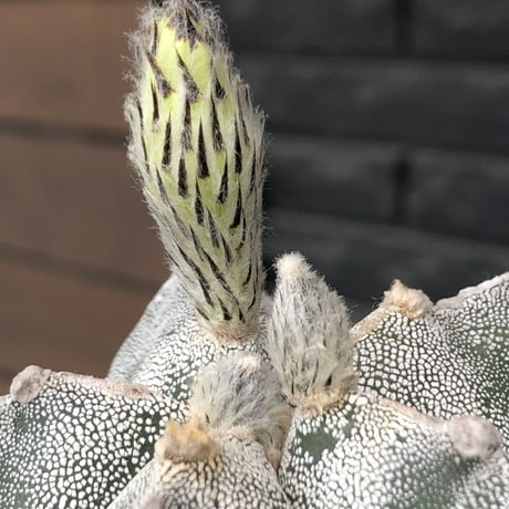 astrophytum 恩塚ランポー玉《L size》※店主国内管理6年株※ビッグサイズ且つ大変美しい白肌が堪らない※mad black bowl pot植え