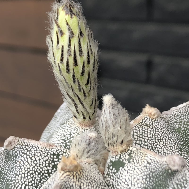 恩塚ランポー大株（変）子株付 恩塚ランポー大株（変）子株付 恩塚ランポー大株（変）子株付