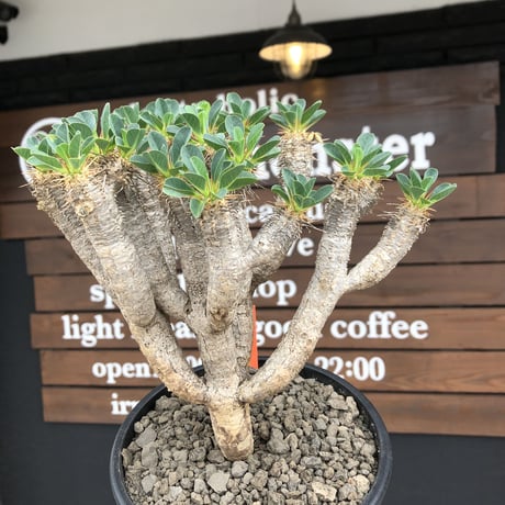 euphorbia  guillauminiana《大きめM size》※現地球発根後店主国内管理4年株※個体差としての大変枝振りも良く美しい白肌が堪らない※mad black pot植え
