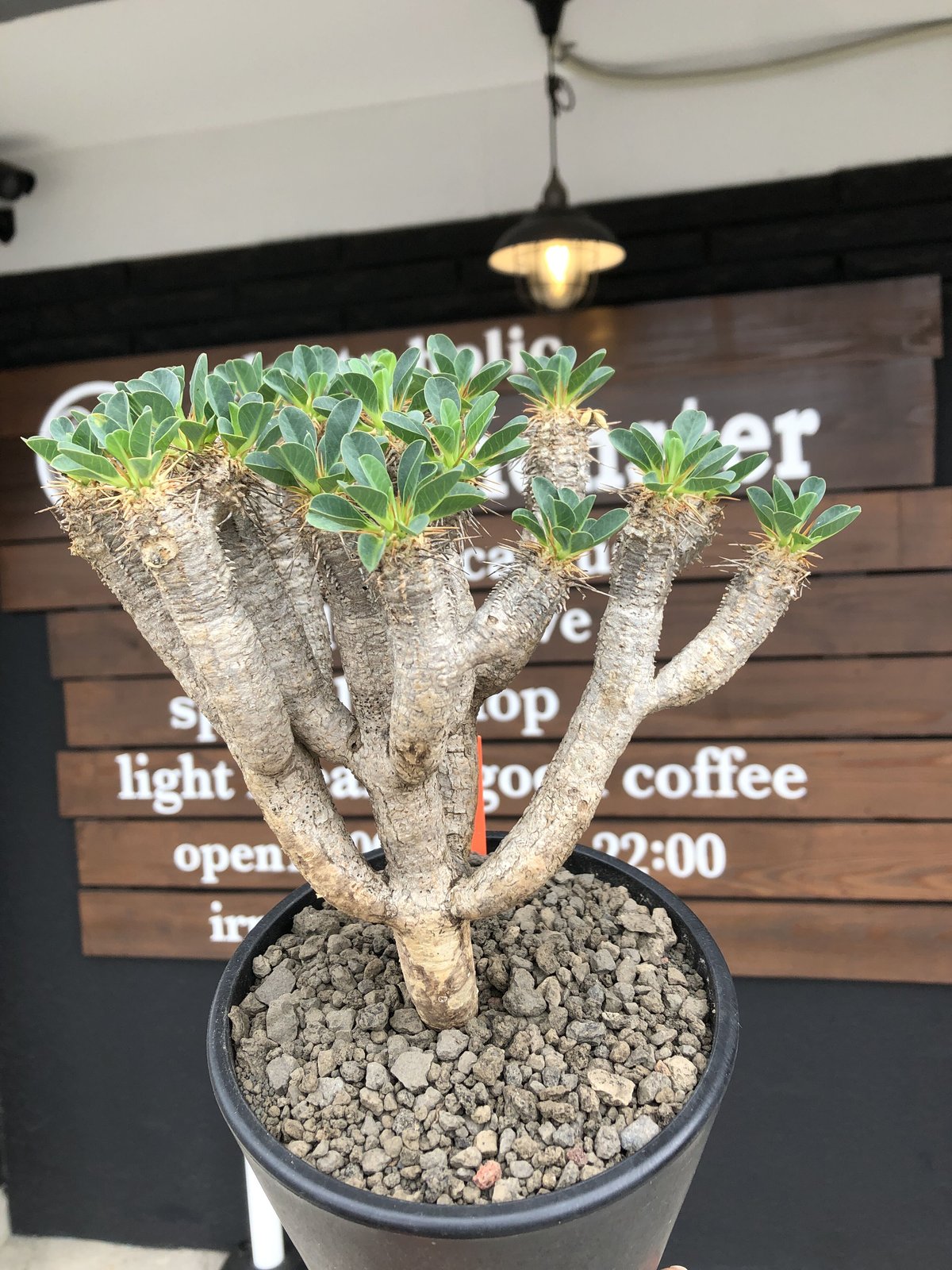 ユーフォルビアギラウミニアナ中型株現地球発根株(鉢付き)