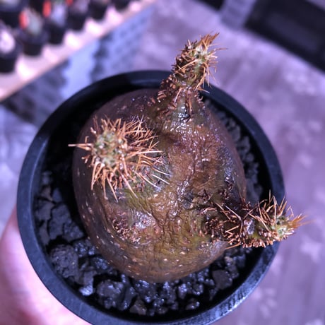 packypodium  gracilius《大きめS size》驚愕ぼってり樹形※現地球発根済株※店主国内管理2年株※短枝で堪らないほど低重心‼︎とびきりぼってり樹形※mad black pot植え