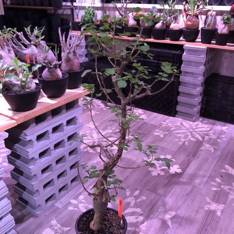 bursera  fagaroides《L  size》※現地球発根済※店主管理5年株※成熟しメクれ上がった表皮＆大変ぷっくりぼってり株元な作り込んだ一株※mad black pot植え