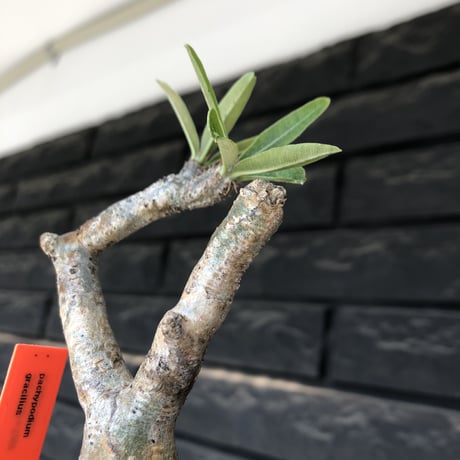 pachypodium gracilius《大きめS size》※現地球発根後店主国内管理3年株※美しい現地焼け肌に球体株元&屈折した捻くれ枝が愛くるしい‼︎※mad black pot植え